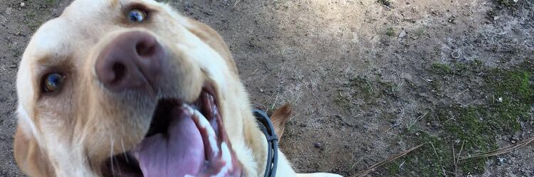 Chlllo_Dog's profile banner image