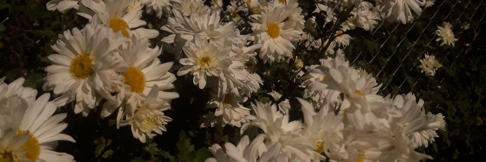 juligonn_'s profile banner image