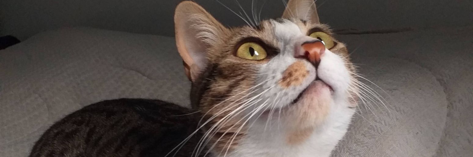 jessicachavezc8's profile banner image