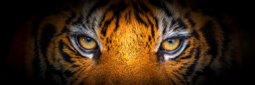 true_matriarch's profile banner image