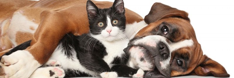 Montgomery County Animal Care and Control banner