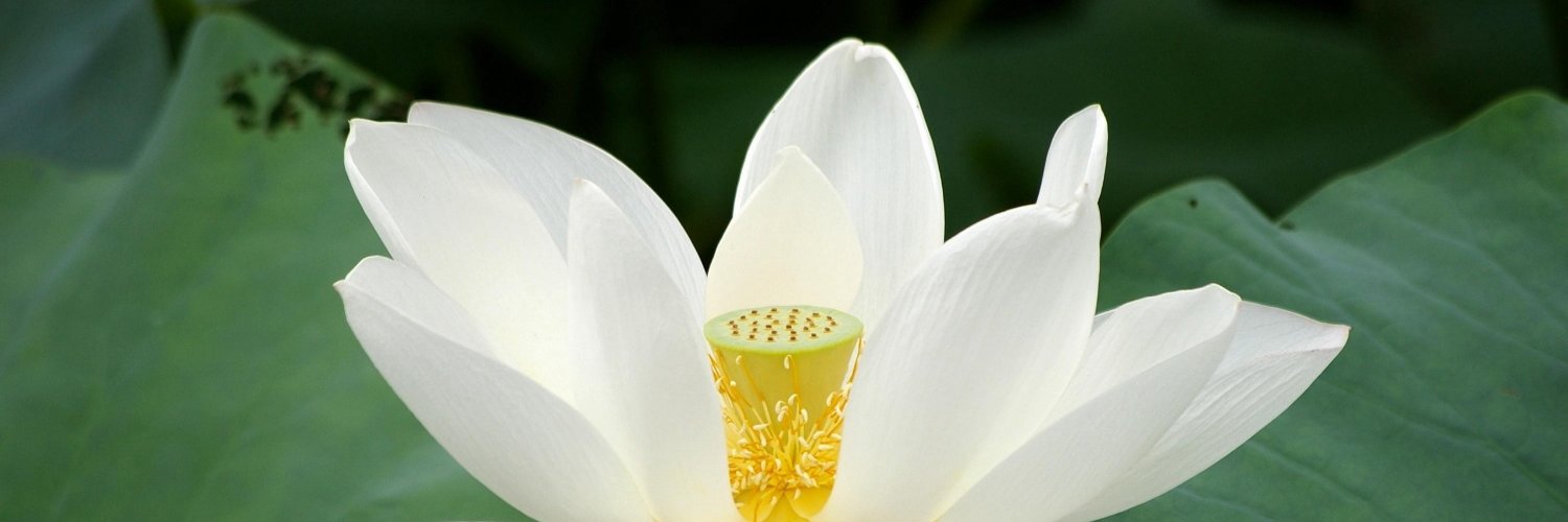 Julia Loewenthal, MD banner