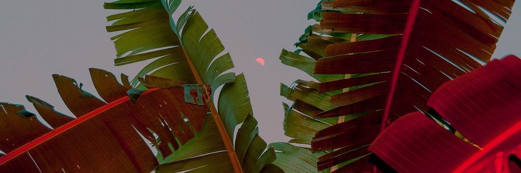 wolfhard___'s profile banner image