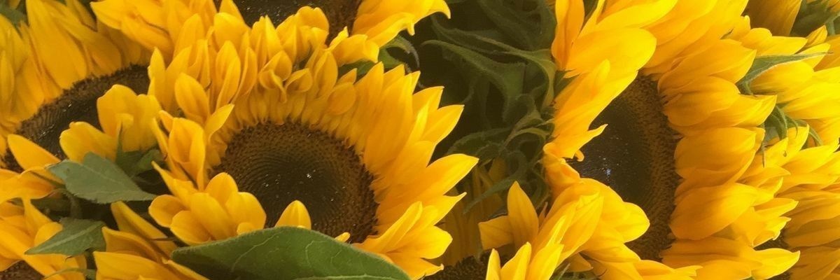 didimopa's profile banner image