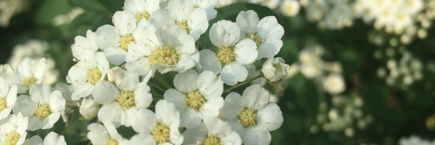 SouthwellMya's profile banner image