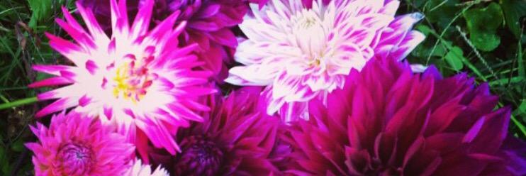 JessBonj's profile banner image