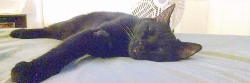 Cher_Squared's profile banner image