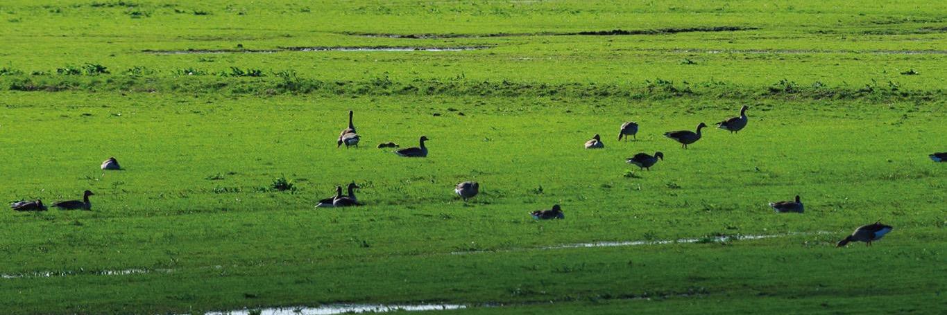 GroenLinks DFM banner