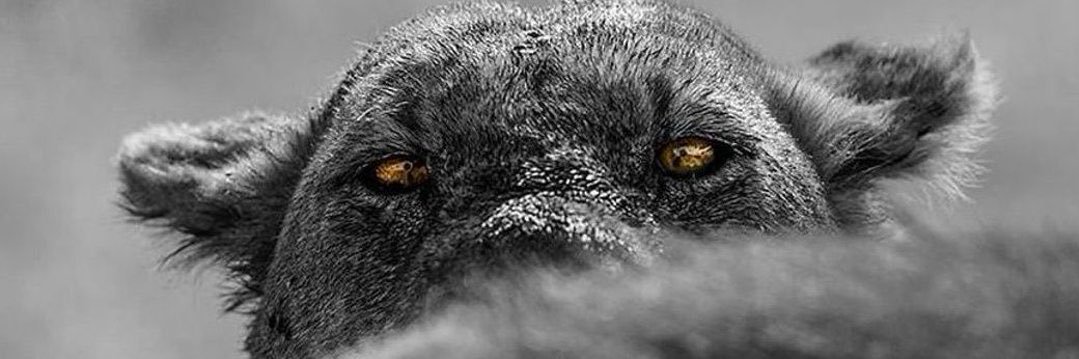 ArltonA's profile banner image
