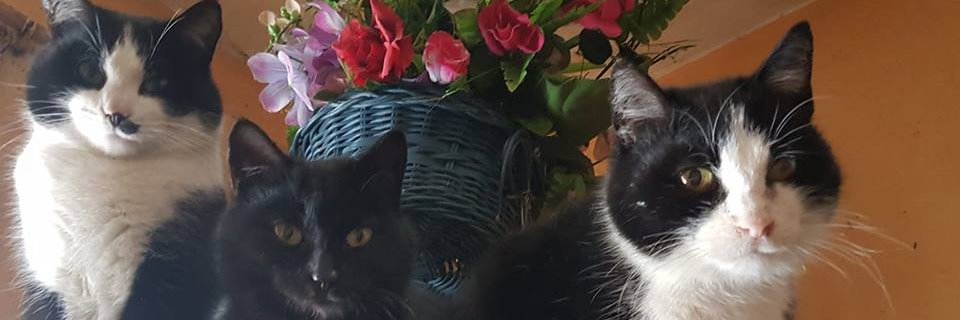 stanislawflis's profile banner image