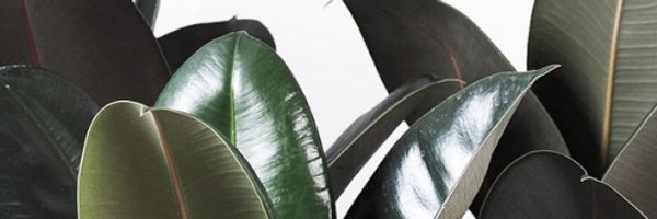 anj_ade Profile Banner