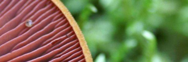 mycopat Profile Banner
