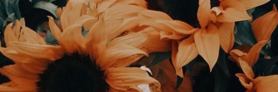 laelarchm's profile banner image