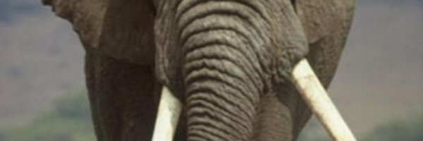Postgrestips Profile Banner