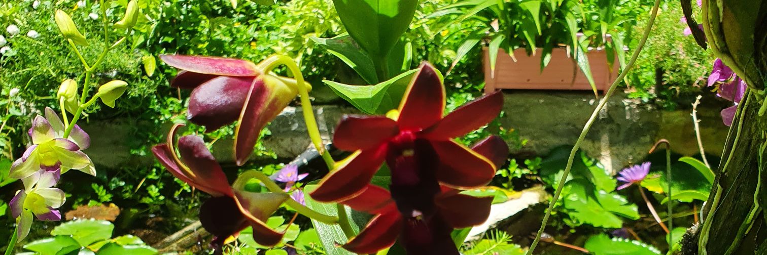 samaibrahimdidi's profile banner image