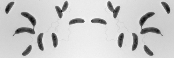 HallezLab Profile Banner
