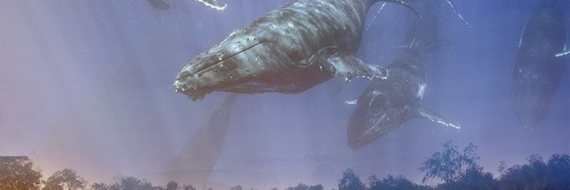 wanheben's profile banner image