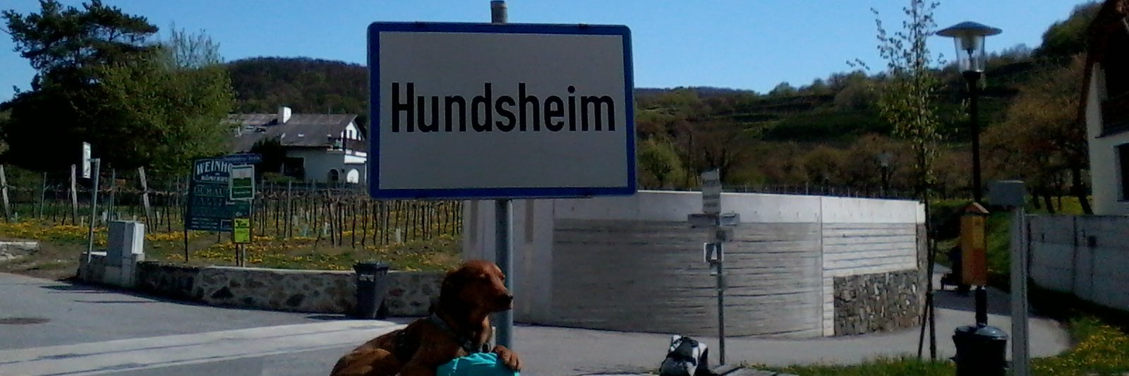 AriHund's profile banner image