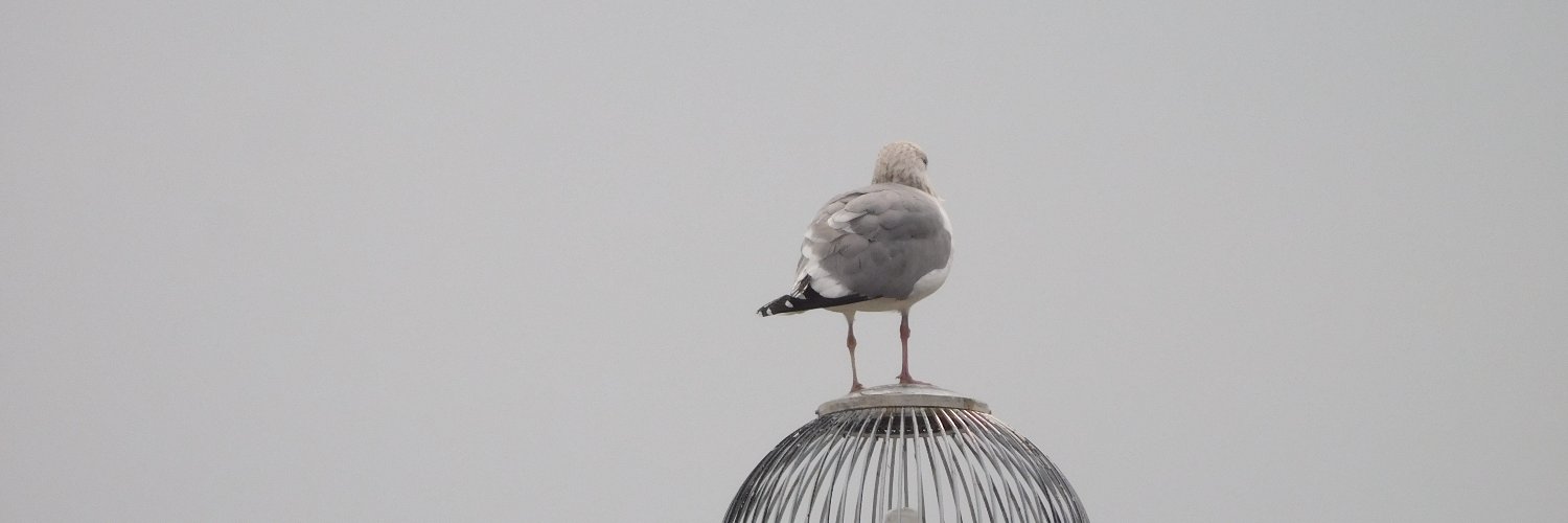 uikyoFoeniculum's profile banner image