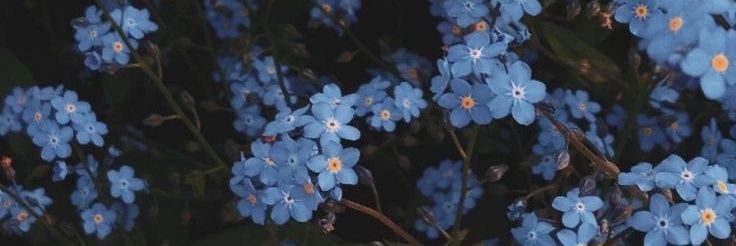 SenturkGulsh's profile banner image