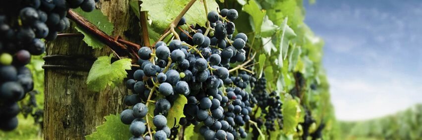 WinerySage's profile banner image
