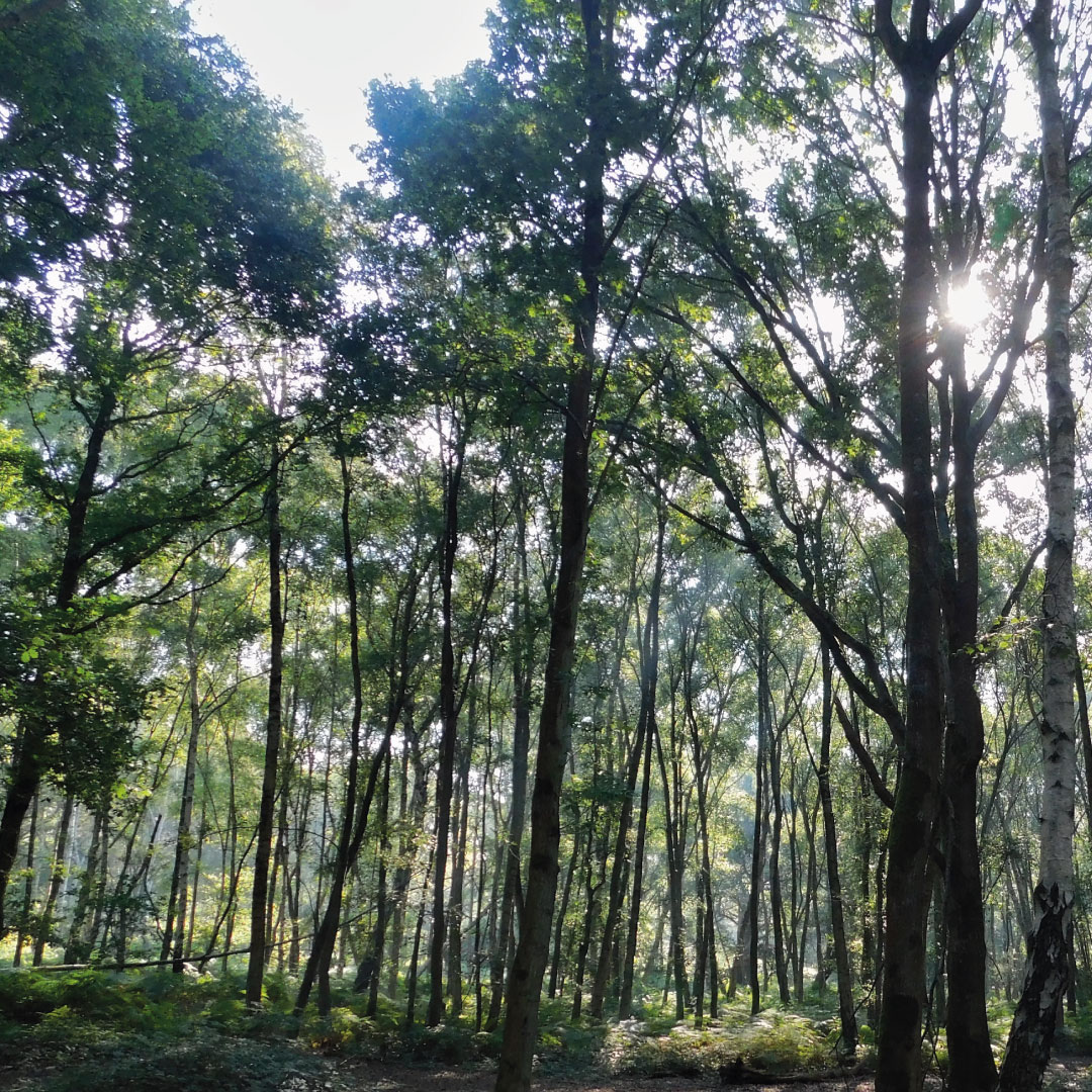 Epping Forest Heritage Trust banner