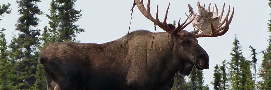 USCMoose52's profile banner image