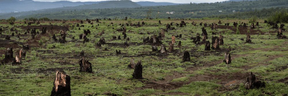 Prophecy of the Cree banner