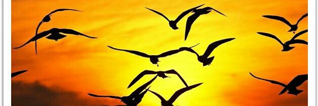 huseen013's profile banner image