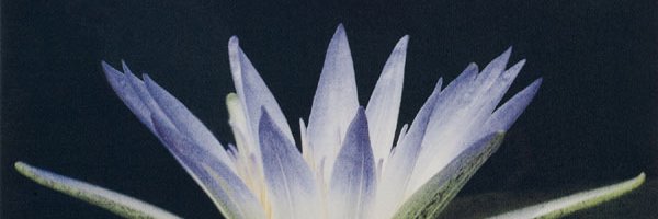 KyokoOikawa's profile banner image