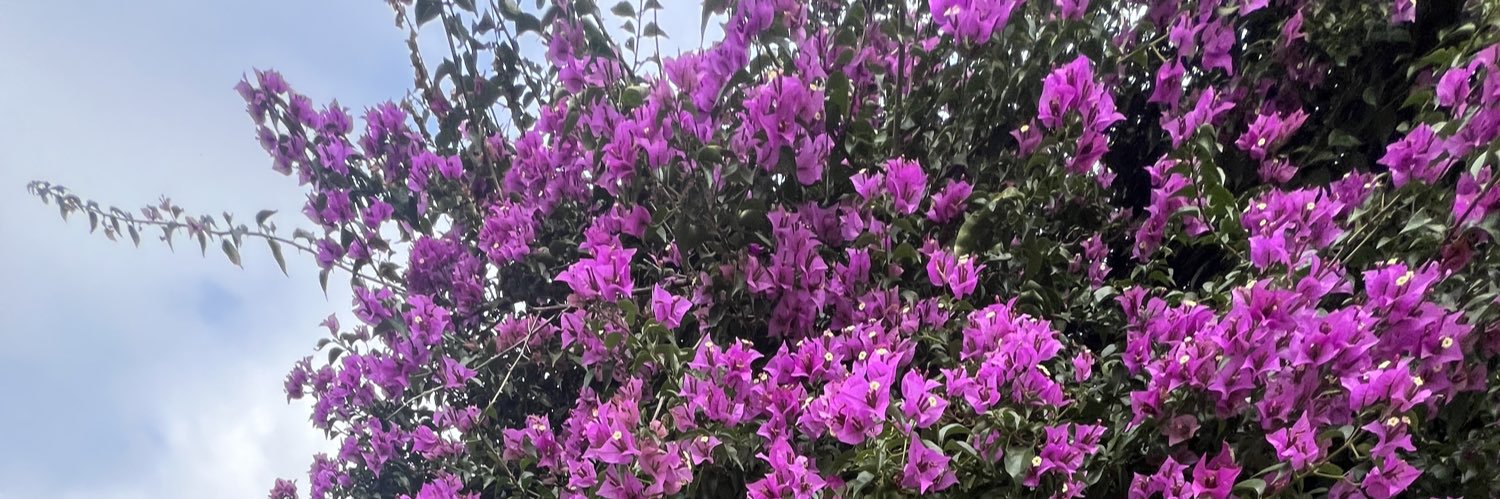rosemarie629's profile banner image