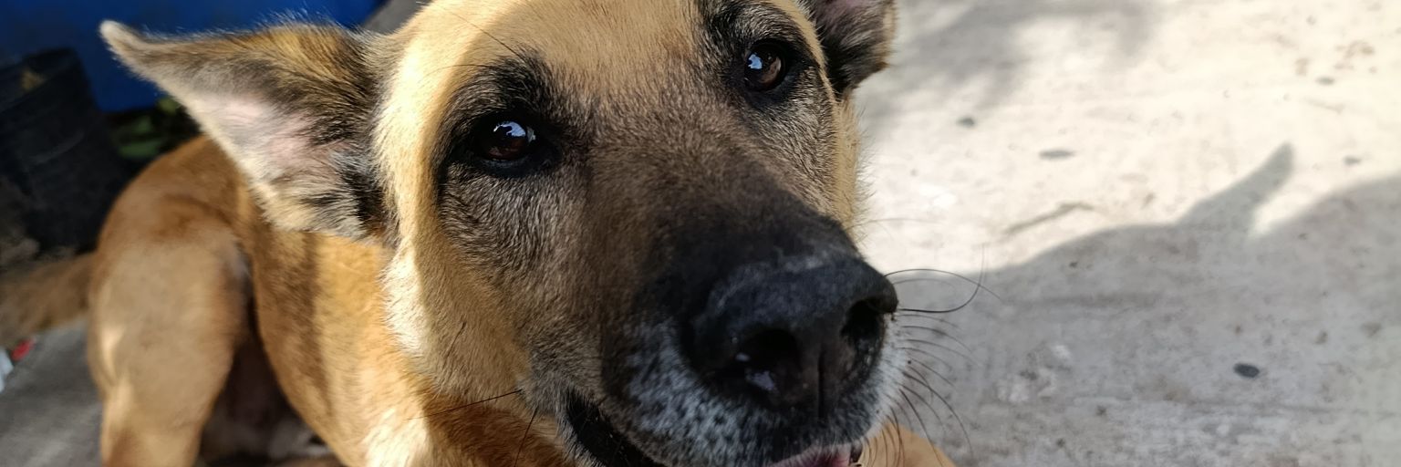 Maroliox's profile banner image