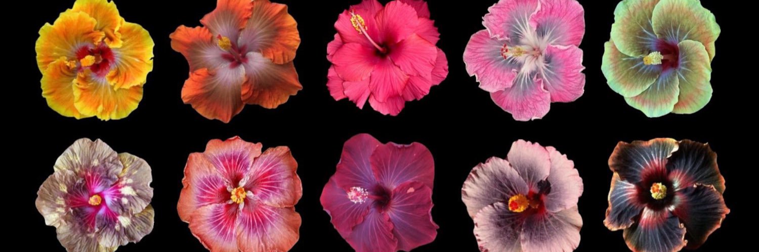 ell3_x's profile banner image