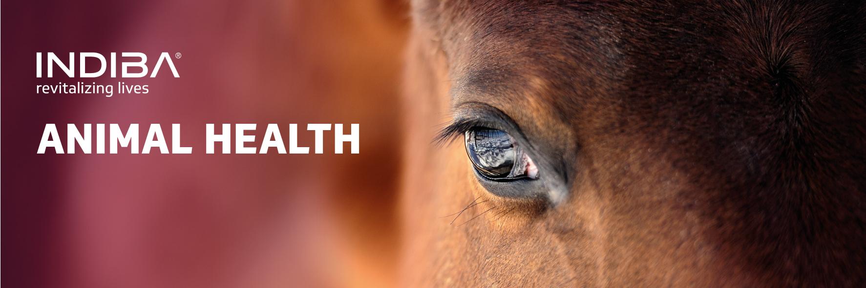 AnimalIndiba's profile banner image