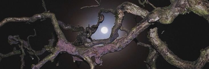 unrealrat_'s profile banner image