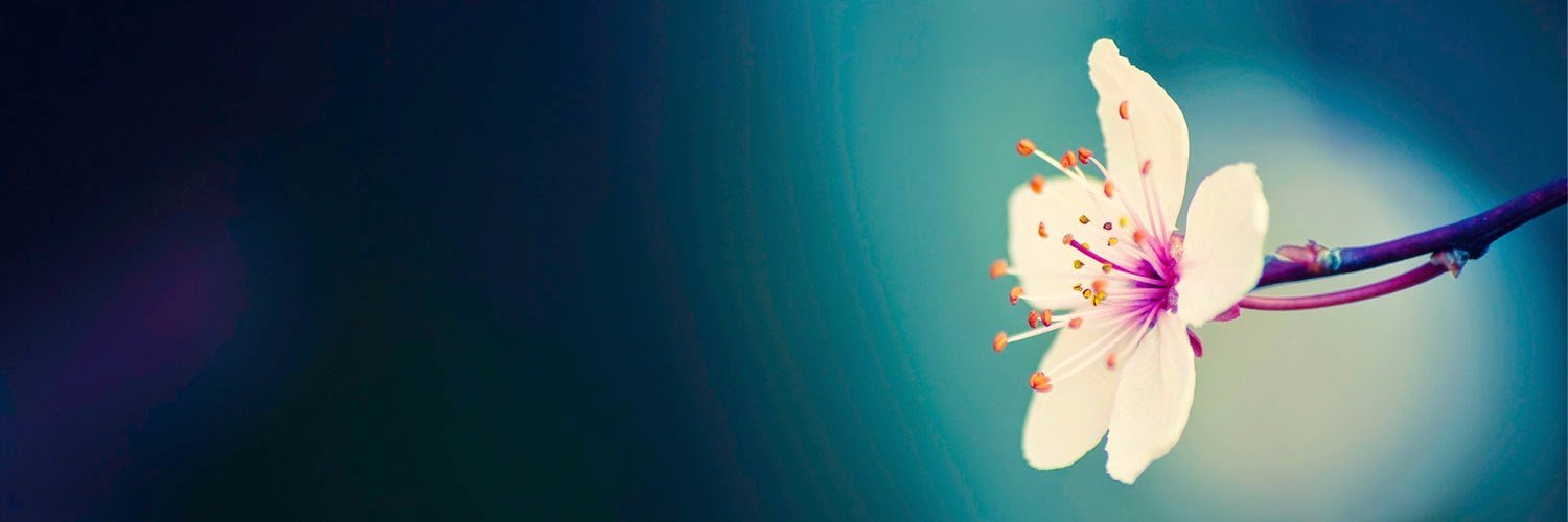 bridget_weir's profile banner image