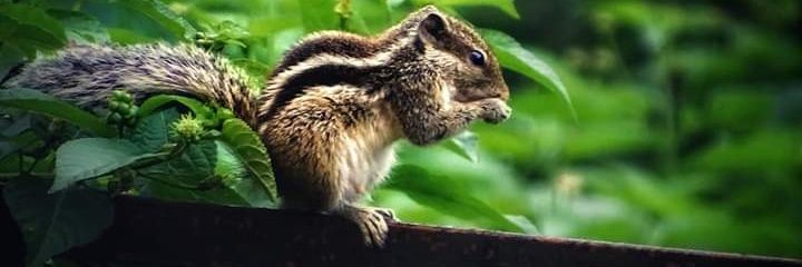 Omkarnath Suprabhat Rath 🇮🇳 banner