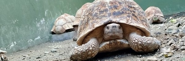 erikologee Profile Banner