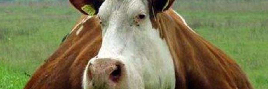 Random War Generator banner