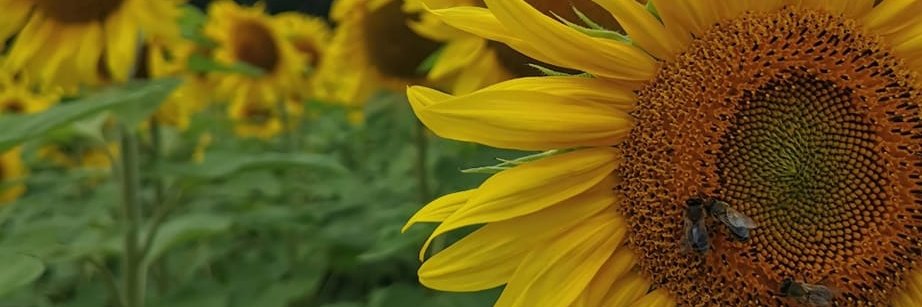 Katja Riem banner