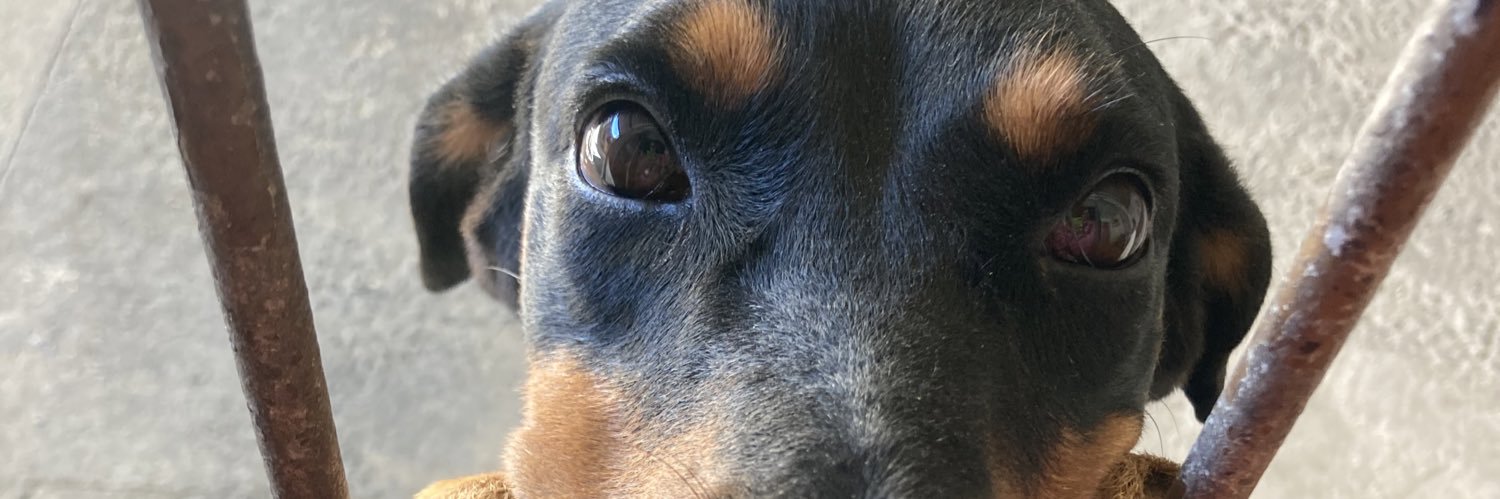 quelsarcinelli's profile banner image
