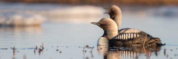 AudubonAlaska1 Profile Banner