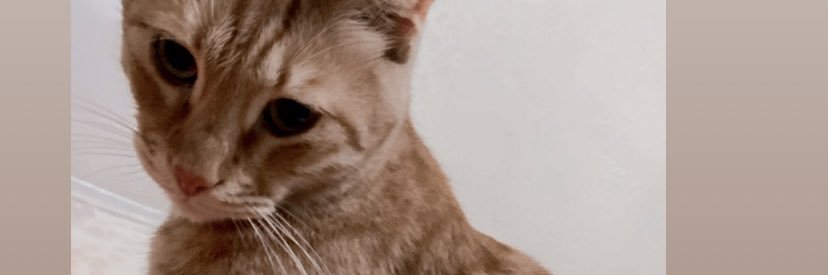 gamzeguven_'s profile banner image