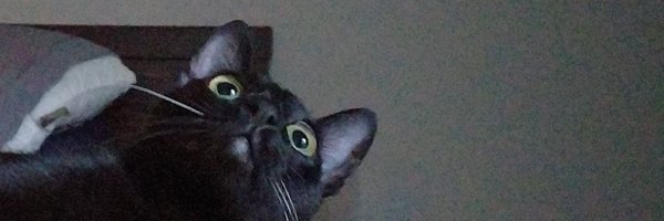 haannguyen2 Profile Banner
