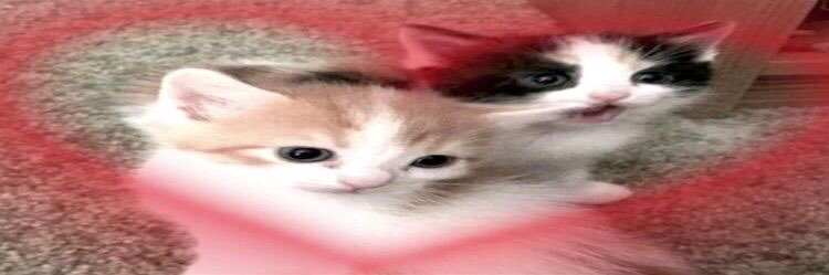 stupidd666's profile banner image