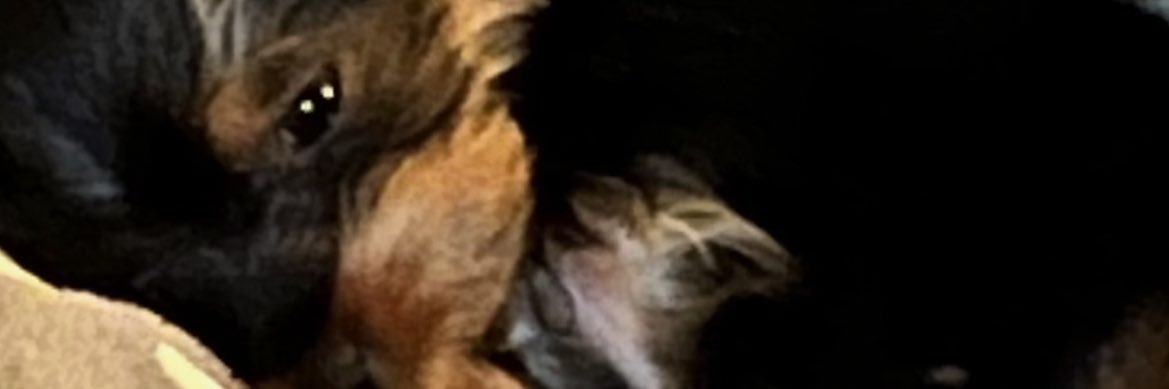 Ron Schneidereit banner