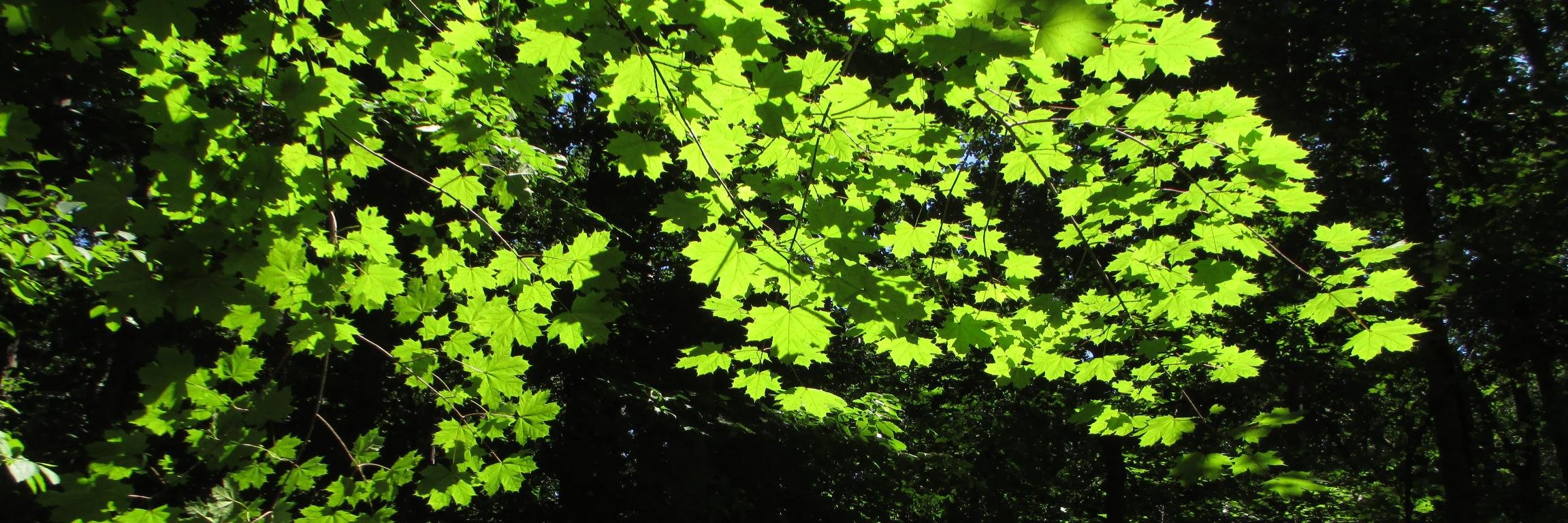 pippanie's profile banner image