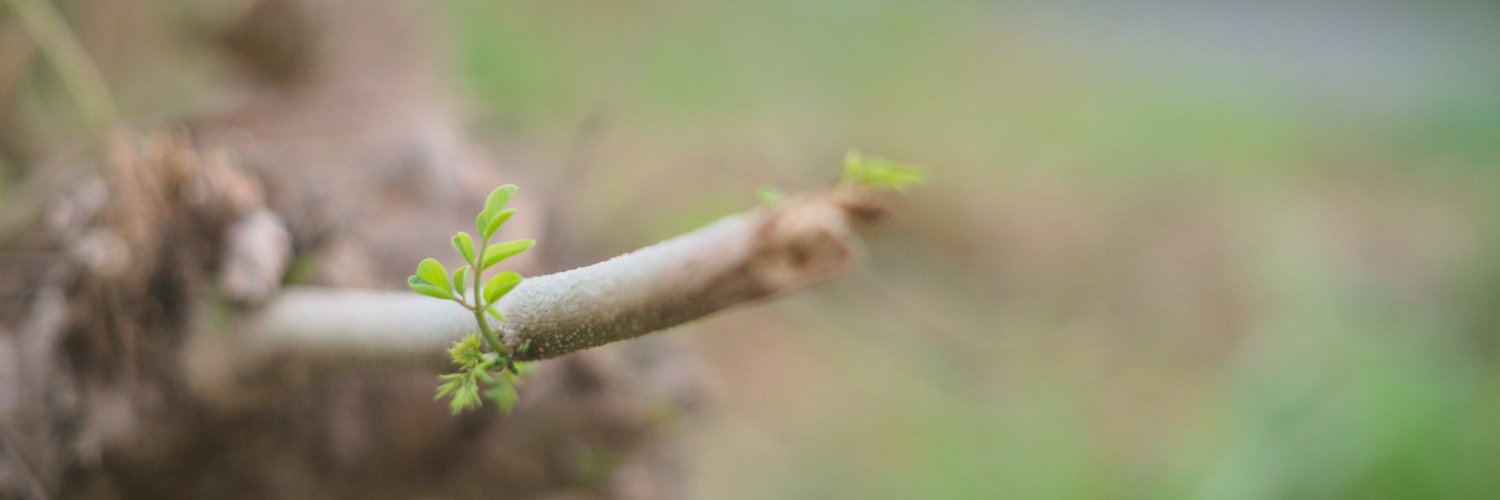 flashpotato banner