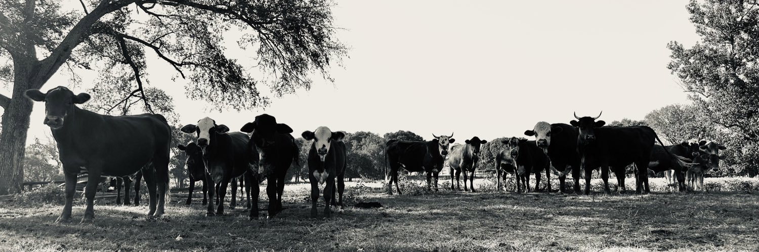 MaryElizabeth31's profile banner image