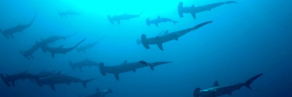 SharkRayFund Profile Banner